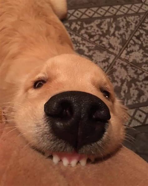 Funny dog face meme - We’ve rounded up some of the cutest dogs flashing their biggest smiles. Whether the dogs are goofy, happy or wacky, we promise each smiling-dog meme will …